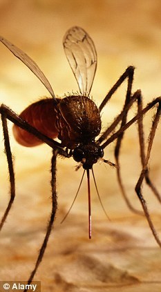 研究称转基因蚊子或威胁环境及人类健康