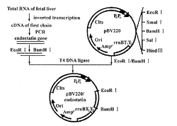人内皮抑素克隆表达及对血管内皮细胞生长的抑制作用