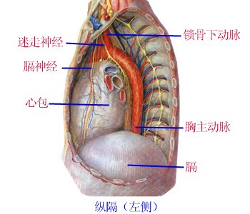 纵隔左侧