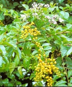 这几种植物易让你得癌