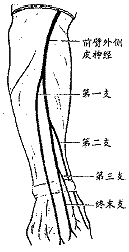 前臂外侧皮神经替代桡神经浅支1例