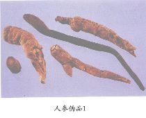 人参伪品（1）--华山参（Huashanshen）
