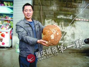 男子土坡遛狗发现两公斤重大蘑菇