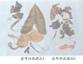 金耳环混淆品（2）--土细辛（Tuxixin）