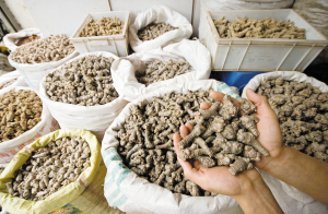 中药材三七价格暴涨10倍：背后人为因素不可忽视