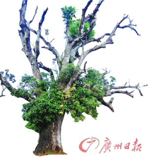 千年古树枯死10年后再长出新叶