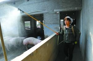 国务院派员督察瘦肉精 河南沁阳清查被指走过场