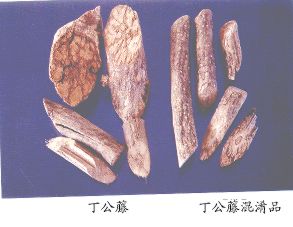 丁公藤（Dinggongteng）Caulis Erycibes