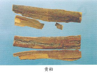 黄柏（Huangbai）Cortex Phellodendri