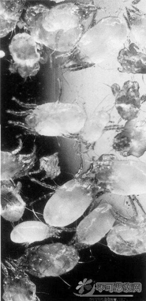 专家谈仨月不晒被600万螨虫陪你睡：可见光能杀虫