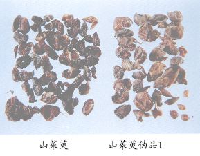 山茱萸伪品（1）--假山茱萸（Jiashanzhuyu）