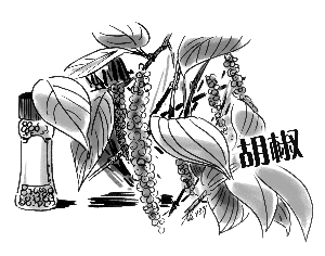 李时珍病目识胡椒 教你几个胡椒食疗方