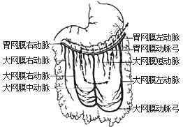 大网膜颅内移植术