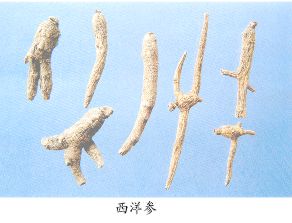 西洋参（Xiyangshen）Radix Panacis Quinquefolii