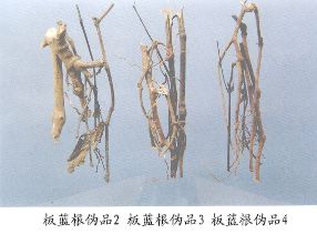 板蓝根伪品（4）--广西马蓝（Guangximalan）