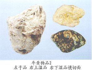 牛黄伪品（2）--水牛黄（Shuiniuhuang）