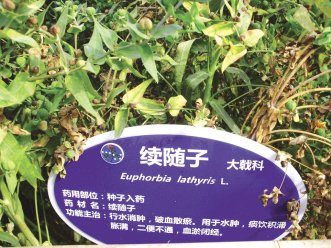 药企缺位“源头”研究或变