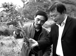 竹溪药材好 惠农增收多