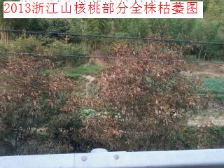 浙江中药材淳安产地09月03适时报道