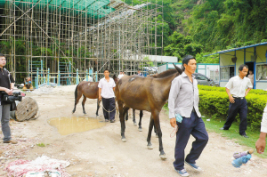 四匹骡子不愿回家干苦力玩起躲迷藏