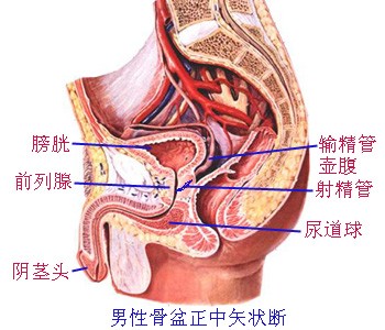 男性骨盆正中矢状断