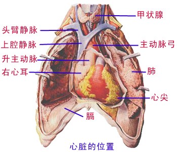 心脏的位置