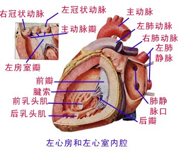 左心房、左心室内腔