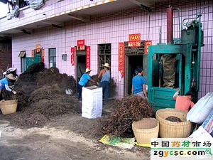 08热门药材--凉粉草