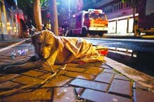 上海火灾现场小狗不吃不喝流泪等主人