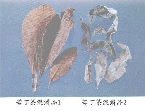 苦丁茶混淆品（1）--牛矢果（Niushiguo）