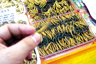 名贵药材“涨”声一片