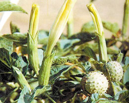 52种常见植物可引发癌症 不宜室内培育