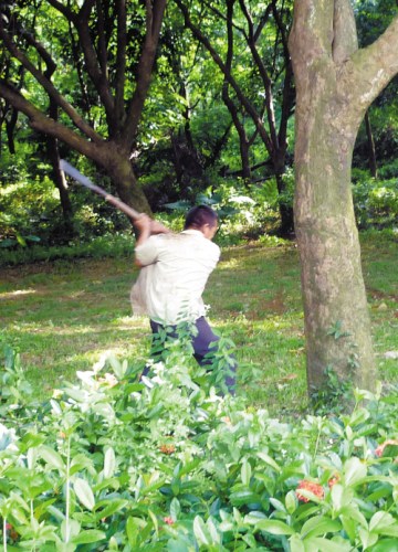 老汉植物园内砍树自称进监狱还能混个吃喝