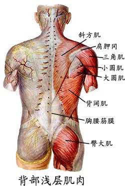 背部浅层肌肉