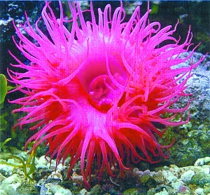 《中国海洋物种和图集》发布 共两万八千种生物