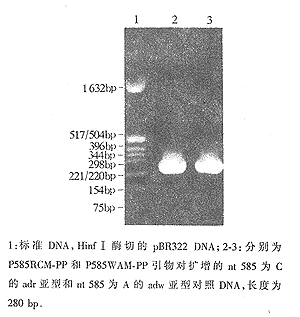 检测HBV基因组nt585位突变的特异性聚合酶链反应