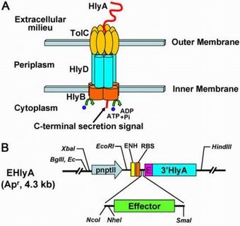 PNAS：利用转基因细菌阻止蚊子传播疟疾