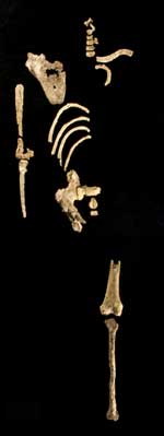 原始人“大个子”或将人类直立行走推前40万年
