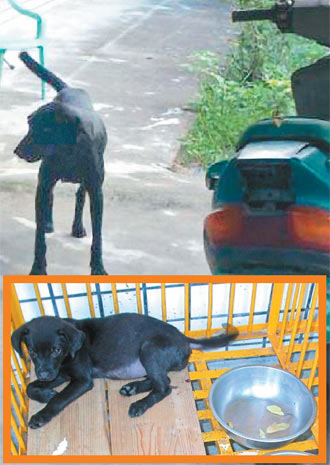防止学生感染狂犬病 台湾教育部门令学校架围篱
