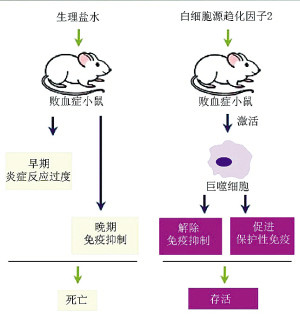 宁波大学新研究有望治愈败血症