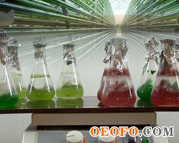 科学家证实海洋藻类可以生产乙醇燃料
