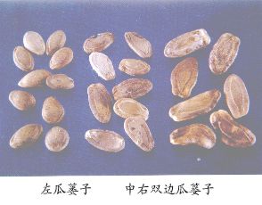 瓜蒌子（Gualouzi）Semen Trichosanthis