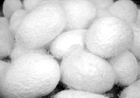 家蚕基因组生物学实验室：家蚕研究 化茧成蝶