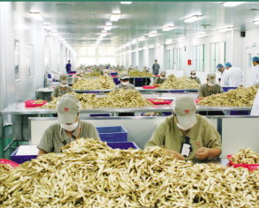 极端天气引涨药材价格
