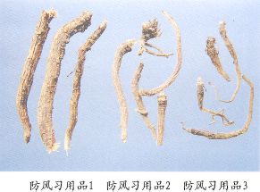 防风习用品（3）--光防风（Guangfangfeng）