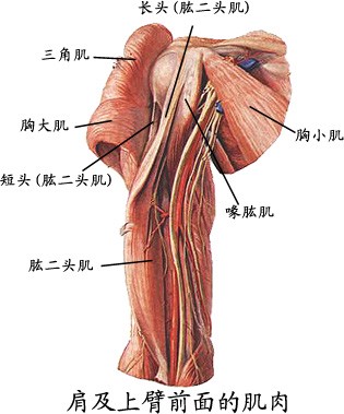 肩及上壁前面肌肉