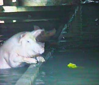 水库开闸洪水灌进养猪场 1500头猪水中漂流