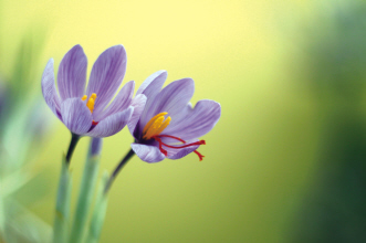 大美藏红花 无言藏崇明