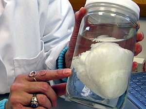 美国科学家成功培植出首个人类心脏