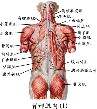 背部肌肉（1）